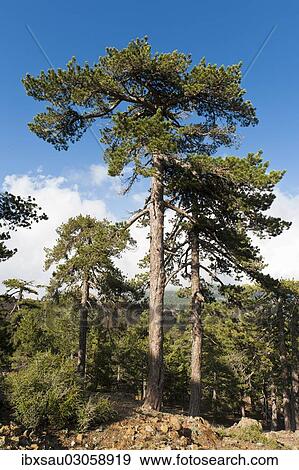"Mountain forest, European Black Pines or Taurian Pines (Pinus nigra ssp. Pallasiana), Artemis hiking trail, Mount Olympos, Troodos-Gebirge, Republik Zypern, Cyprus, Europe" View Large Photo Image Stock Photo - "Mountain forest, European Black Pines or Taurian Pines (Pinus nigra ssp. Pallasiana), Artemis hiking trail, Mount Olympos, Troodos-Gebirge, Republik Zypern, Cyprus, Europe". Fotosearch