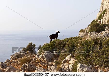 "Mountain goat near Cap Formentor, Majorca, Spain, Europe" View Large Photo Image Stock Photo - "Mountain goat near Cap Formentor, Majorca, Spain, Europe". Fotosearch