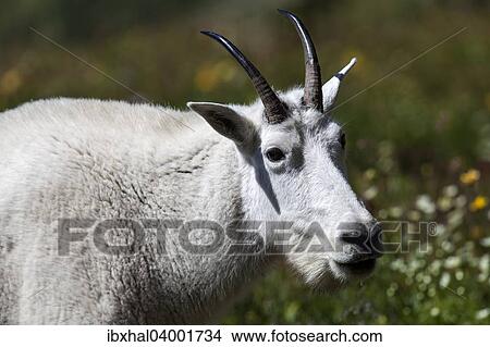 Picture - "Mountain Goat (Oreamnos americanus), Glacier National Park, Montana, United States, North America". Fotosearch