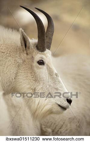 Stock Image - "Mountain goat (Oreamnos americanus), Yukon Territory, Canada, North America". Fotosearch