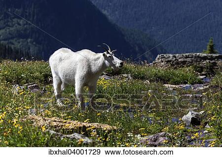 Stock Photo - "Mountain Goat (Oreamnos americanus), Glacier National Park, Montana, United States, North America". Fotosearch
