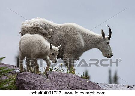 Stock Photo - "Mountain Goat (oreamnos americanus) with goatling on a snow field, Glacier National Park, Montana, United States, North America". Fotosearch