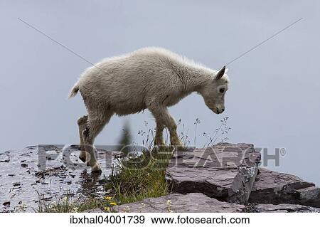 "Mountain Goat (oreamnos americanus), goatling on a snow field, Glacier National Park, Montana, United States, North America" View Large Photo Image Stock Photo - "Mountain Goat (oreamnos americanus), goatling on a snow field, Glacier National Park, Montana, United States, North America". Fotosearch