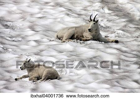 "Mountain Goats (oreamnos americanus) on a snow field, Glacier National Park, Montana, United States, North America" View Large Photo Image Stock Photograph - "Mountain Goats (oreamnos americanus) on a snow field, Glacier National Park, Montana, United States, North America". Fotosearch