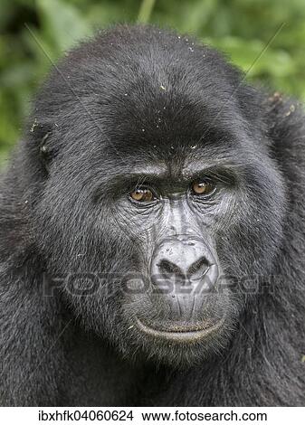 "Mountain Gorilla (Gorilla beringei beringei) of the Nkuringo group, Bwindi Impenetrable Forest National Park, Uganda, Africa" View Large Photo Image Picture - "Mountain Gorilla (Gorilla beringei beringei) of the Nkuringo group, Bwindi Impenetrable Forest National Park, Uganda, Africa". Fotosearch