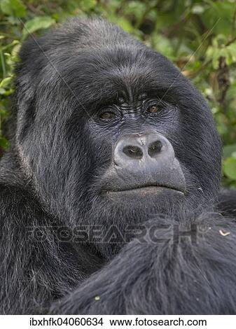 Picture - "Mountain Gorilla (Gorilla beringei beringei) of the Nyakagezi group, Mgahinga Gorilla National Park, Uganda, Africa". Fotosearch