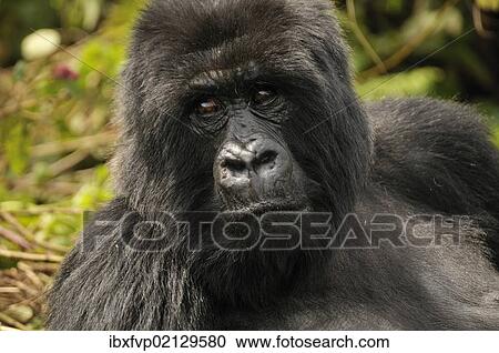 "Mountain Gorilla (Gorilla beringei beringei) from the Hirwa group at the foot of the Gahinga Volcano, Parc National des Volcans, Volcanoes National Park, Rwanda, Africa" View Large Photo Image Stock Image - "Mountain Gorilla (Gorilla beringei beringei) from the Hirwa group at the foot of the Gahinga Volcano, Parc National des Volcans, Volcanoes National Park, Rwanda, Africa". Fotosearch