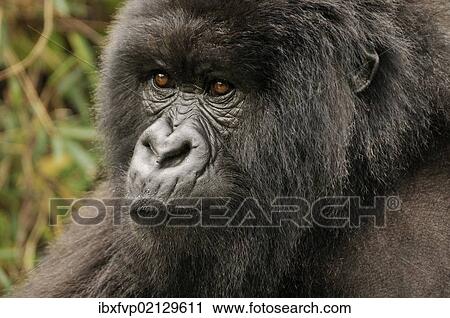 "Mountain Gorilla (Gorilla beringei beringei) from the Hirwa group at the foot of the Gahinga Volcano, Parc National des Volcans, Volcanoes National Park, Rwanda, Africa" View Large Photo Image Stock Image - "Mountain Gorilla (Gorilla beringei beringei) from the Hirwa group at the foot of the Gahinga Volcano, Parc National des Volcans, Volcanoes National Park, Rwanda, Africa". Fotosearch