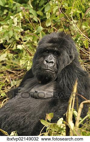 "Mountain Gorilla (Gorilla beringei beringei) from the Hirwa group at the foot of the Gahinga Volcano, Parc National des Volcans, Volcanoes National Park, Rwanda, Africa" View Large Photo Image Stock Image - "Mountain Gorilla (Gorilla beringei beringei) from the Hirwa group at the foot of the Gahinga Volcano, Parc National des Volcans, Volcanoes National Park, Rwanda, Africa". Fotosearch