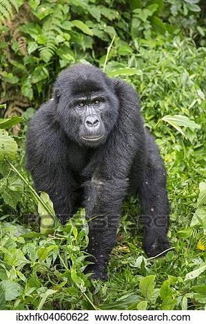 "Mountain Gorilla (Gorilla beringei beringei) of the Nkuringo group, Bwindi Impenetrable Forest National Park, Uganda, Africa" View Large Photo Image Stock Image - "Mountain Gorilla (Gorilla beringei beringei) of the Nkuringo group, Bwindi Impenetrable Forest National Park, Uganda, Africa". Fotosearch