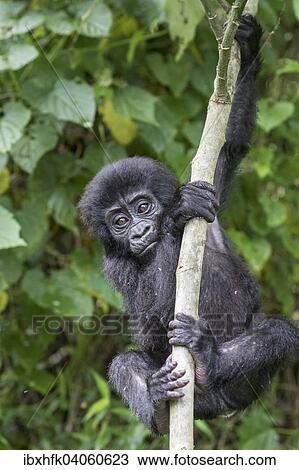 Stock Image - "Mountain Gorilla (Gorilla beringei beringei) of the Nkuringo group, Bwindi Impenetrable Forest National Park, Uganda, Africa". Fotosearch