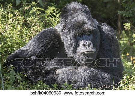 "Mountain Gorilla (Gorilla beringei beringei) of the Nyakagezi group, Mgahinga Gorilla National Park, Uganda, Africa" View Large Photo Image Stock Image - "Mountain Gorilla (Gorilla beringei beringei) of the Nyakagezi group, Mgahinga Gorilla National Park, Uganda, Africa". Fotosearch