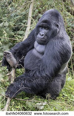 Stock Image - "Mountain Gorilla (Gorilla beringei beringei) of the Nyakagezi group, Mgahinga Gorilla National Park, Uganda, Africa". Fotosearch