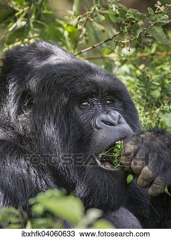 "Mountain Gorilla (Gorilla beringei beringei) of the Nyakagezi group, Mgahinga Gorilla National Park, Uganda, Africa" View Large Photo Image Stock Image - "Mountain Gorilla (Gorilla beringei beringei) of the Nyakagezi group, Mgahinga Gorilla National Park, Uganda, Africa". Fotosearch