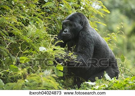 "Mountain Gorilla (Gorilla beringei beringei), Bwindi Impenetrable National Park, Uganda, Africa" View Large Photo Image Stock Image - "Mountain Gorilla (Gorilla beringei beringei), Bwindi Impenetrable National Park, Uganda, Africa". Fotosearch
