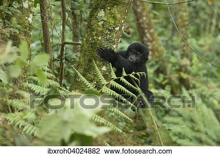 "Mountain Gorilla (Gorilla beringei beringei), young, Bwindi Impenetrable National Park, Uganda, Africa" View Large Photo Image Stock Image - "Mountain Gorilla (Gorilla beringei beringei), young, Bwindi Impenetrable National Park, Uganda, Africa". Fotosearch