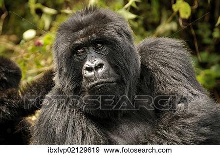 "Mountain Gorilla (Gorilla beringei beringei) of the Hirwa group at the foot of the Gahinga volcano, Volcanoes National Park, Parc National des Volcans, Rwanda, Africa" View Large Photo Image Stock Photo - "Mountain Gorilla (Gorilla beringei beringei) of the Hirwa group at the foot of the Gahinga volcano, Volcanoes National Park, Parc National des Volcans, Rwanda, Africa". Fotosearch