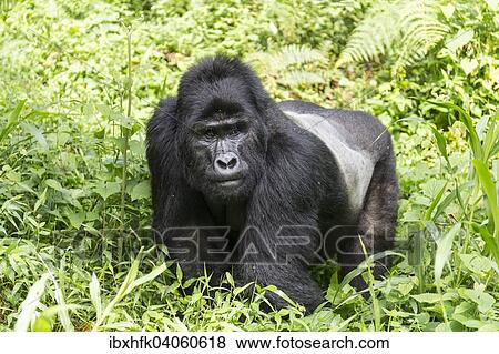"Mountain Gorilla (Gorilla beringei beringei) of the Nkuringo group, Bwindi Impenetrable Forest National Park, Uganda, Africa" View Large Photo Image Stock Photo - "Mountain Gorilla (Gorilla beringei beringei) of the Nkuringo group, Bwindi Impenetrable Forest National Park, Uganda, Africa". Fotosearch