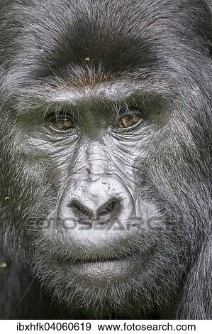 "Mountain Gorilla (Gorilla beringei beringei) of the Nkuringo group, Bwindi Impenetrable Forest National Park, Uganda, Africa" View Large Photo Image Stock Photo - "Mountain Gorilla (Gorilla beringei beringei) of the Nkuringo group, Bwindi Impenetrable Forest National Park, Uganda, Africa". Fotosearch
