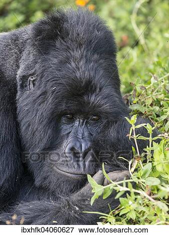 "Mountain Gorilla (Gorilla beringei beringei) of the Nyakagezi group, Mgahinga Gorilla National Park, Uganda, Africa" View Large Photo Image Stock Photo - "Mountain Gorilla (Gorilla beringei beringei) of the Nyakagezi group, Mgahinga Gorilla National Park, Uganda, Africa". Fotosearch