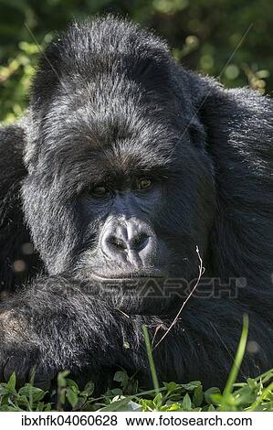 "Mountain Gorilla (Gorilla beringei beringei) of the Nyakagezi group, Mgahinga Gorilla National Park, Uganda, Africa" View Large Photo Image Stock Photo - "Mountain Gorilla (Gorilla beringei beringei) of the Nyakagezi group, Mgahinga Gorilla National Park, Uganda, Africa". Fotosearch