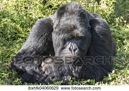 Stock Photo - "Mountain Gorilla (Gorilla beringei beringei) of the Nyakagezi group, Mgahinga Gorilla National Park, Uganda, Africa". Fotosearch