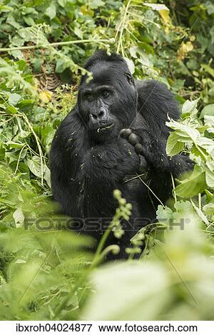 "Mountain Gorilla (Gorilla beringei beringei), Bwindi Impenetrable National Park, Uganda, Africa" View Large Photo Image Stock Photo - "Mountain Gorilla (Gorilla beringei beringei), Bwindi Impenetrable National Park, Uganda, Africa". Fotosearch