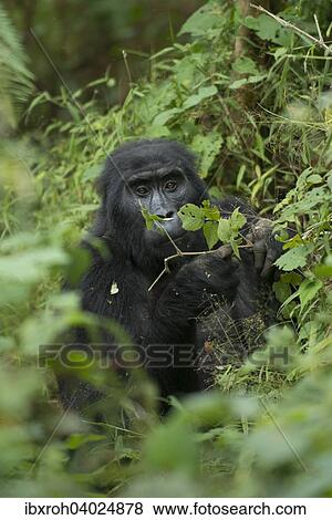 "Mountain Gorilla (Gorilla beringei beringei), Bwindi Impenetrable National Park, Uganda, Africa" View Large Photo Image Stock Photo - "Mountain Gorilla (Gorilla beringei beringei), Bwindi Impenetrable National Park, Uganda, Africa". Fotosearch