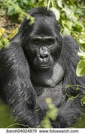 "Mountain Gorilla (Gorilla beringei beringei), male, Bwindi Impenetrable National Park, Uganda, Africa" View Large Photo Image Stock Photo - "Mountain Gorilla (Gorilla beringei beringei), male, Bwindi Impenetrable National Park, Uganda, Africa". Fotosearch