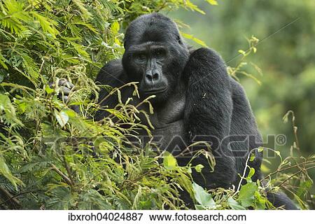 "Mountain Gorilla (Gorilla beringei beringei), male, Bwindi Impenetrable National Park, Uganda, Africa" View Large Photo Image Stock Photo - "Mountain Gorilla (Gorilla beringei beringei), male, Bwindi Impenetrable National Park, Uganda, Africa". Fotosearch