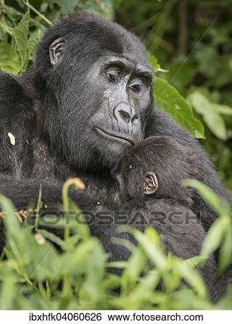 Stock Photograph - "Mountain Gorilla (Gorilla beringei beringei) of the Nkuringo group, Bwindi Impenetrable Forest National Park, Uganda, Africa". Fotosearch