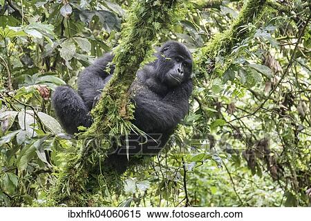 "Mountain Gorilla (Gorilla beringei beringei) of the Nkuringo group, Bwindi Impenetrable Forest National Park, Uganda, Africa" View Large Photo Image Stock Photography - "Mountain Gorilla (Gorilla beringei beringei) of the Nkuringo group, Bwindi Impenetrable Forest National Park, Uganda, Africa". Fotosearch