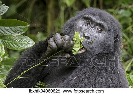 Stock Photography - "Mountain Gorilla (Gorilla beringei beringei) of the Nkuringo group, Bwindi Impenetrable Forest National Park, Uganda, Africa". Fotosearch