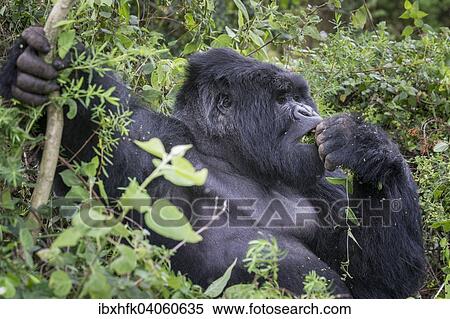 "Mountain Gorilla (Gorilla beringei beringei) of the Nyakagezi group, Mgahinga Gorilla National Park, Uganda, Africa" View Large Photo Image Stock Photography - "Mountain Gorilla (Gorilla beringei beringei) of the Nyakagezi group, Mgahinga Gorilla National Park, Uganda, Africa". Fotosearch