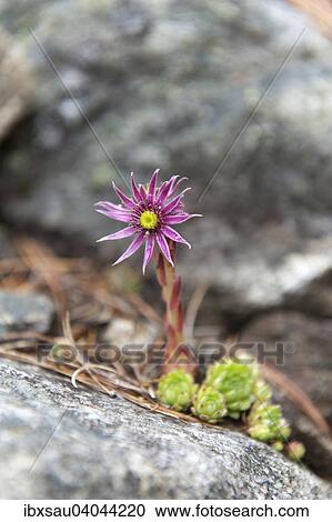 "Mountain Houseleek (Sempervivum montanum), purple flower, Zay Valley, Valle Di Zai, Trentino-Alto Adige, Italy, Europe" View Large Photo Image Stock Image - "Mountain Houseleek (Sempervivum montanum), purple flower, Zay Valley, Valle Di Zai, Trentino-Alto Adige, Italy, Europe". Fotosearch