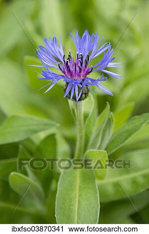 "Mountain Knapweed, Perennial Cornflower or Bachelor's Button (Centaurea montana), flowering, Thuringia, Germany, Europe" View Large Photo Image Stock Image - "Mountain Knapweed, Perennial Cornflower or Bachelor's Button (Centaurea montana), flowering, Thuringia, Germany, Europe". Fotosearch