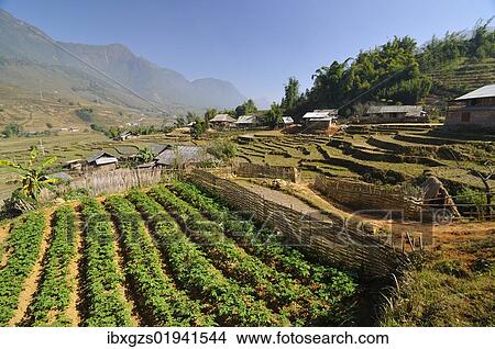 Picture - "Mountain landscape with farm, vegetable field, rice farmers, rice terraces, rice paddies in Sapa or Sa Pa, Lao Cai province, northern Vietnam, Vietnam, Southeast Asia, Asia". Fotosearch