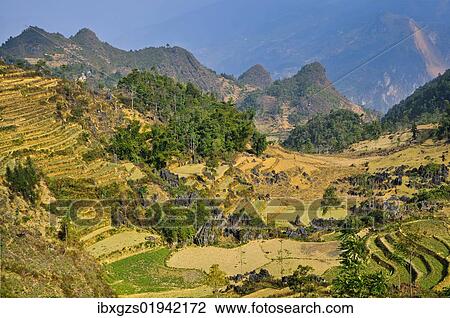 "Mountain landscape with rice fields, Si Ma Cai District, Vietnam, Asia" View Large Photo Image Stock Image - "Mountain landscape with rice fields, Si Ma Cai District, Vietnam, Asia". Fotosearch