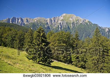 "Mountain meadow with the Bucegi Mountains, Carpathians, Predeal, Romania, Europe" View Large Photo Image Stock Photograph - "Mountain meadow with the Bucegi Mountains, Carpathians, Predeal, Romania, Europe". Fotosearch