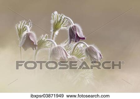 Stock Photo - "Mountain Pasque Flower (Pulsatilla montana), South Tyrol, Italy, Europe". Fotosearch