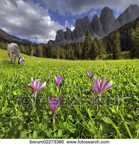"Mountain pasture with a dairy cow and flowers, after a thunderstorm, Zanser Alm alp, Santa Maddalena, Villnoess or Funes Valley, Geisler Group, Odle Mountains, Dolomites, South Tyrol, Italy, Europe" View Large Photo Image Stock Photograph - "Mountain pasture with a dairy cow and flowers, after a thunderstorm, Zanser Alm alp, Santa Maddalena, Villnoess or Funes Valley, Geisler Group, Odle Mountains, Dolomites, South Tyrol, Italy, Europe". Fotosearch
