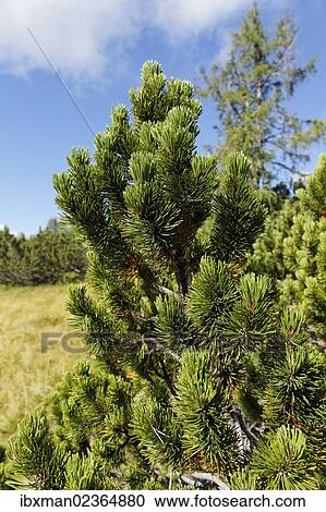 Stock Image - "Mountain Pine or Mugo Pine (Pinus mugo subsp. Mugo), Hutterer Hoess, Upper Austria, Austria, Europe". Fotosearch