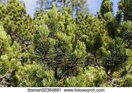 Stock Image - "Mountain Pine or Mugo Pine (Pinus mugo subsp. Mugo), Hutterer Hoess, Upper Austria, Austria, Europe". Fotosearch