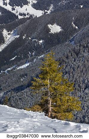 "Mountain Pine (Pinus mugo), Eisenerzer Alpen mountains, Styria, Austria, Europe" View Large Photo Image Stock Image - "Mountain Pine (Pinus mugo), Eisenerzer Alpen mountains, Styria, Austria, Europe". Fotosearch