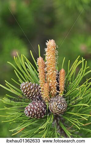 Mountain Pine (Pinus mugo) View Large Photo Image Stock Image - Mountain Pine (Pinus mugo). Fotosearch
