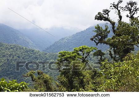 "Mountain rainforest, Braulio-Carrillo National Park, Costa Rica, Central America, North America" View Large Photo Image Stock Image - "Mountain rainforest, Braulio-Carrillo National Park, Costa Rica, Central America, North America". Fotosearch