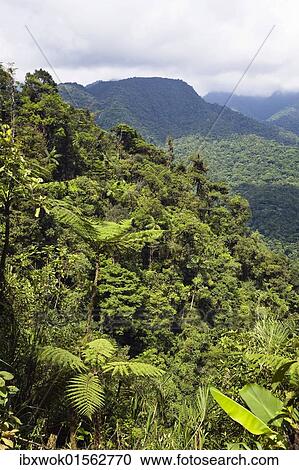 "Mountain rainforest, Braulio Carrillo National Park, Costa Rica, Central America, North America" View Large Photo Image Stock Image - "Mountain rainforest, Braulio Carrillo National Park, Costa Rica, Central America, North America". Fotosearch