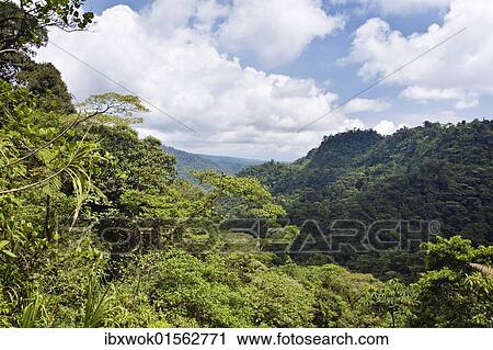 "Mountain rainforest, Braulio Carrillo National Park, Costa Rica, Central America, North America" View Large Photo Image Stock Image - "Mountain rainforest, Braulio Carrillo National Park, Costa Rica, Central America, North America". Fotosearch