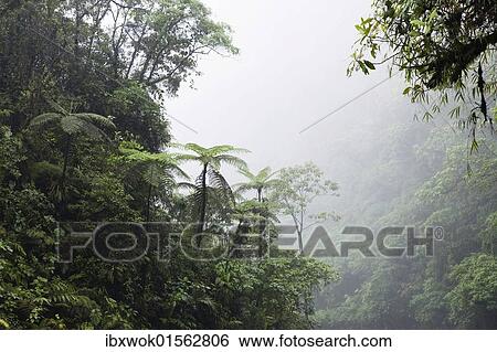 "Mountain rainforest, Braulio Carrillo National Park, Costa Rica, Central America, North America" View Large Photo Image Stock Photograph - "Mountain rainforest, Braulio Carrillo National Park, Costa Rica, Central America, North America". Fotosearch