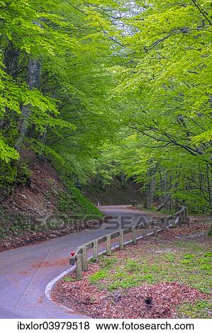 "Mountain road in the forest, Monte Catria, Apennines, Marche, Italy, Europe" View Large Photo Image Stock Photo - "Mountain road in the forest, Monte Catria, Apennines, Marche, Italy, Europe". Fotosearch